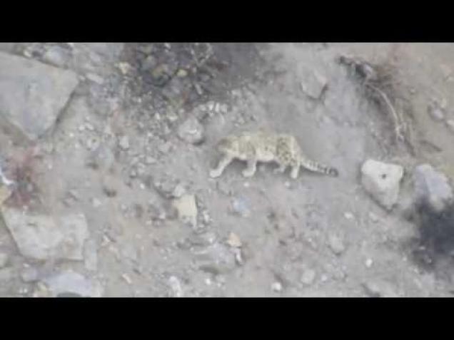 Snow Leopard Falls Off Cliff - Ouch Video | eBaum's World