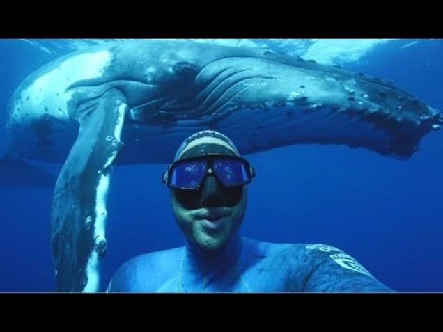 Selfie With A Whale Wow Video Ebaums World 0494