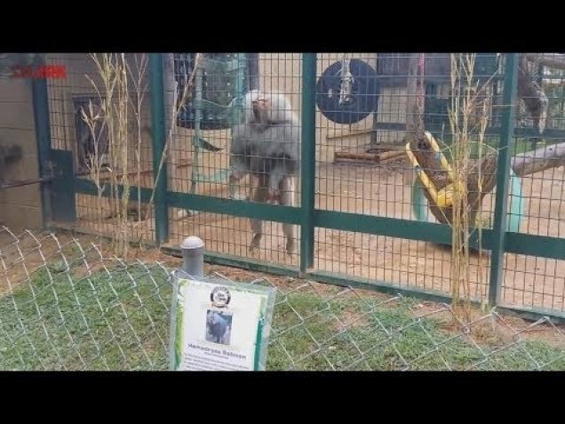 Ghetto Baboon Throws Poop At Visitors. Video eBaum's World