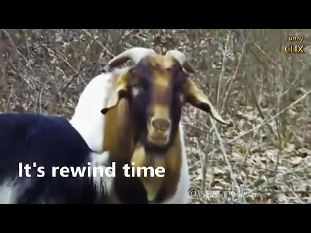 goat sounds maa