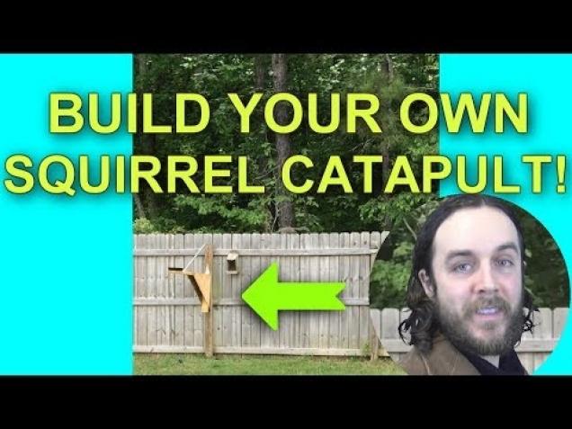 building squirrel catapults