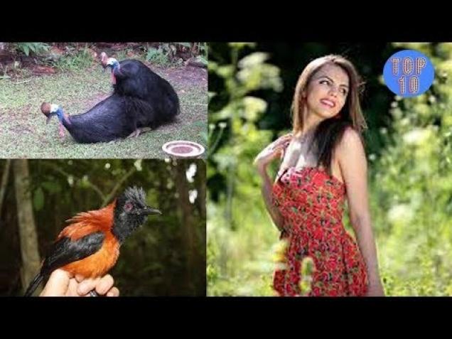 Top 10 Cute, Beautiful But Surprisingly Dangerous Animals - Feels Video ...