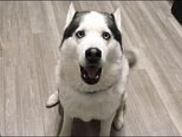 Siberian Husky tells owner he loves her - Video | eBaum's World