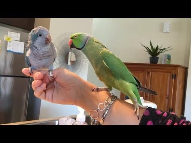 Funny Parrots Going Crazy! - Video 