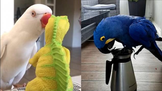 Don't Try To Stop Laughing Watching Funniest Parrots - Video