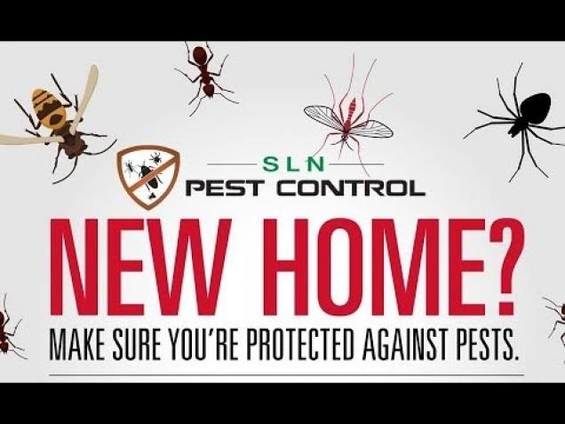 Pest Control in Bangalore - Feels Video | eBaum's World