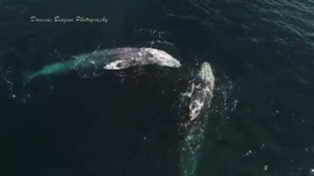 Drone Captures Amazing Video Of Two Whales Playing With Dolphins Like 