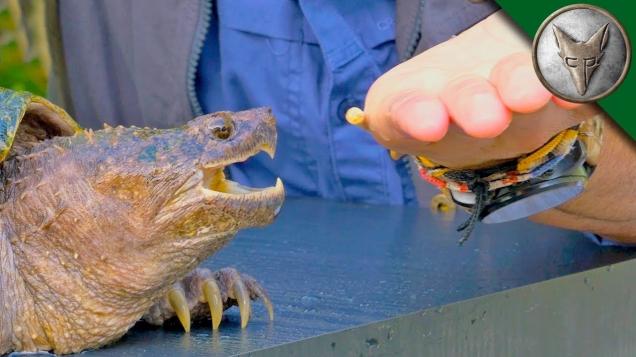 Giant Snapping Turtle Bite Force – FETPHA