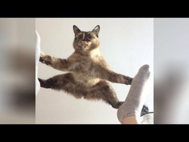 Funny Cat Videos That Will Make You Laugh SO HARD YOU CRY - Video