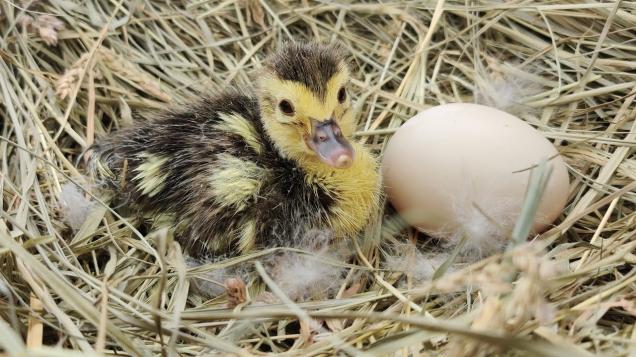 wood duck hatching eggs
