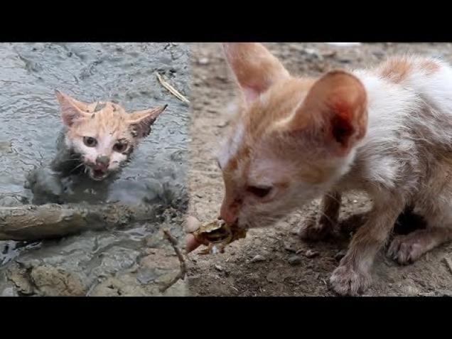 Rescue kitten stuck in mud at pond and give food - Feels Video | eBaum&#39;s World
