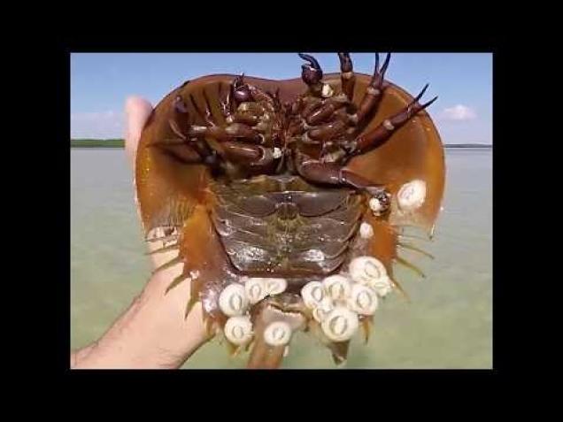 This is how a horseshoe crab swims... - Wow Video | eBaum ...