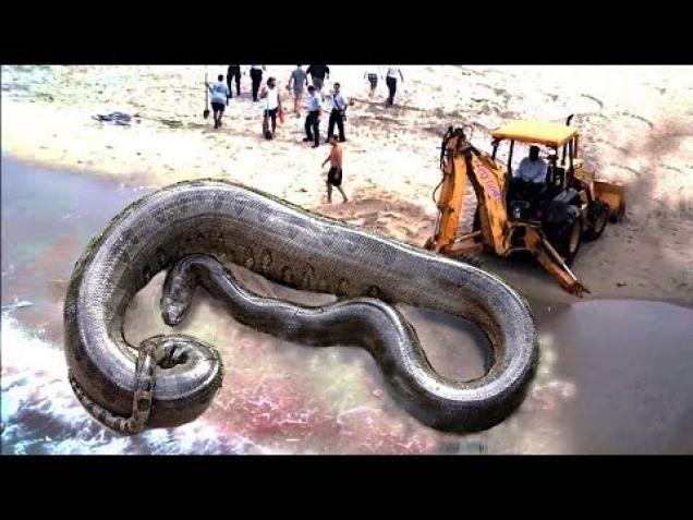 TOP 5 Heavy Equipment vs Animals | Excavator vs Snake vs Crocodile vs ...