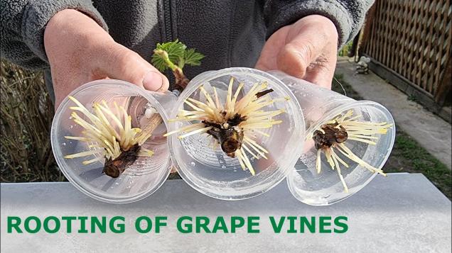 Rooting of Cuttings of Vines in Air and Water - Wow Video | eBaum's World