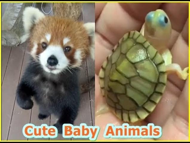 Cute Baby Animals Videos Cute And Funny Animals Doing Things Compilation  2019 #6 - Wow Video