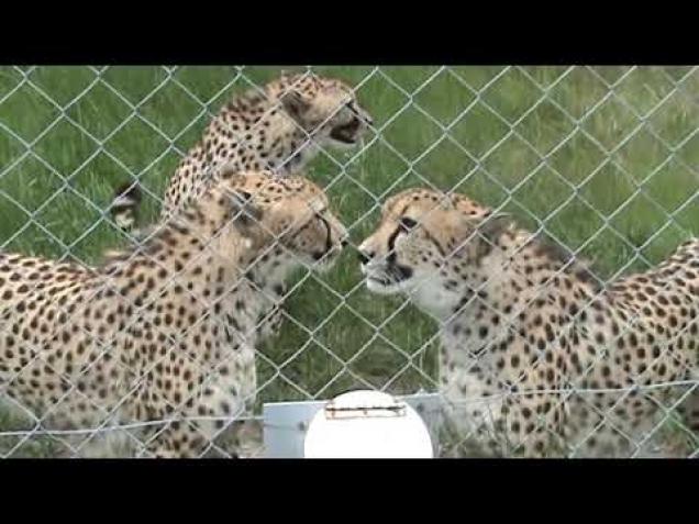 These Dangerous Cheetahs Meow Like House Cats - Video | eBaum's World