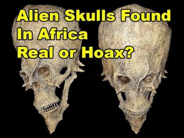 Strange Alien Skull Discovered In Africa Real Or Hoax Wtf Video Ebaum S World