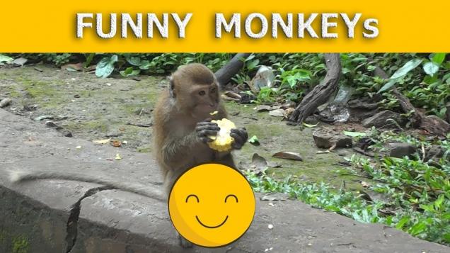 Funny monkey video. hungry monkey eating corn. Watch monkeys. - Video ...