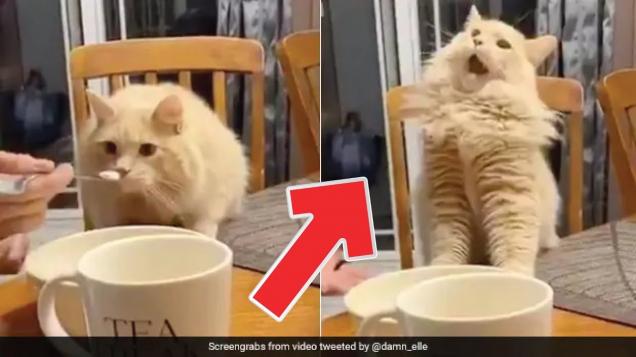 See this Cat Reaction after Tasting Ice Cream For The First Time - Wow