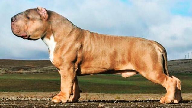 10-most-illegal-dog-breeds-in-the-world-video-ebaum-s-world