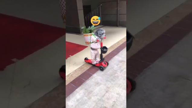 				           funnyvideo funnydogvines funnyanimal funnydogvideos funnydogs funnydogsvideo dogcompilation cutedogs funnyanimals funnypuppies