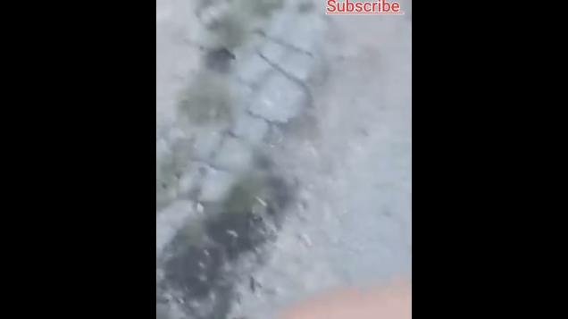 				           funnyvideo funnydogvines funnyanimal funnydogvideos funnydogs funnydogsvideo dogcompilation cutedogs funnyanimals funnypuppies