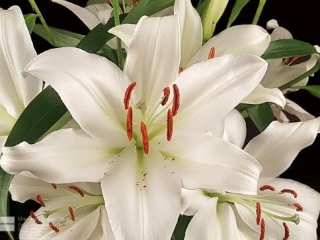 				           florist flowers flower delivery columbus