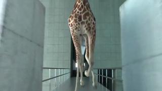 5.80 Meters - A short film featuring extremely talented giraffes