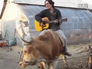 Chinese Man Singing Justin Bieber's Baby While Riding Cow ...