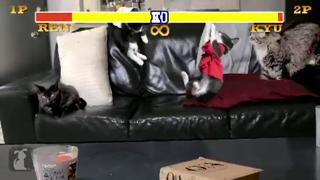 Cat Street Fighter