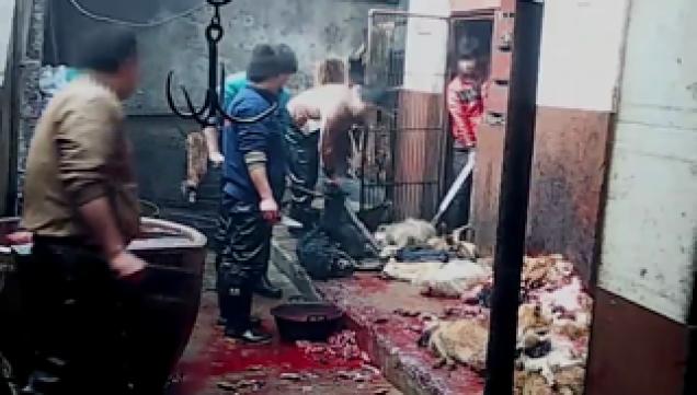 Joaquin Phoenix Doesn’t Wear Leather, and This Is Why