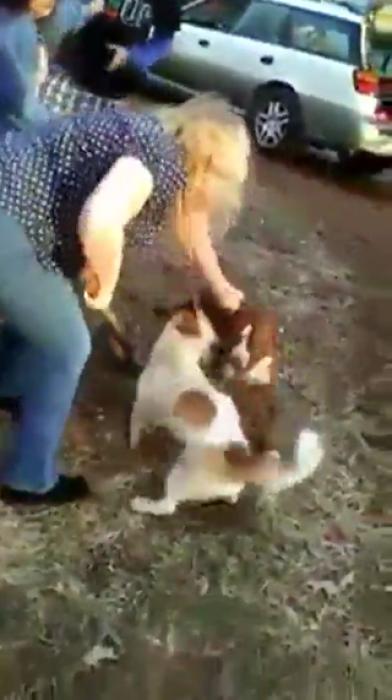 Even The Dogs Get In On This Trailer Park Fight