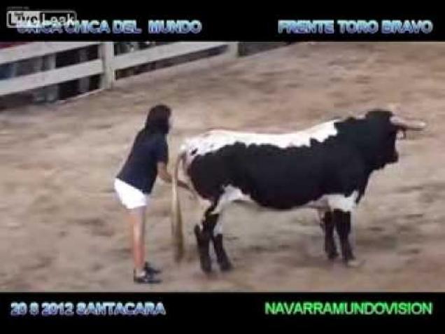 Woman Rubs A Bulls Nether Regions To Help Calm It Wtf Video Ebaums World 9352