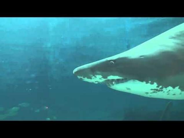 Shark Attack Caught On Camera - Ouch Video | eBaum's World