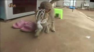 Cat Versus Octopus