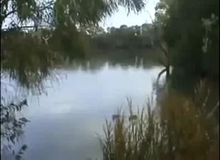 What kind of fish is THIS????