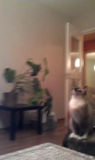 Van Halen Motivates Cat to Jump