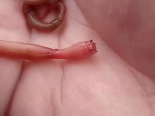 Blood Worm showing its Mouth and Sharp Teeth - Video