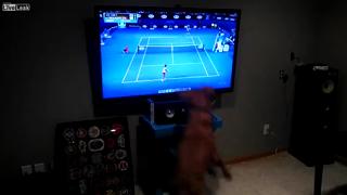 Dog Watching Tennis On TV