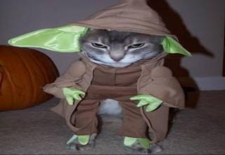 meow the force be with you
