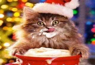 collection from the internet of cats enjoying the holidays