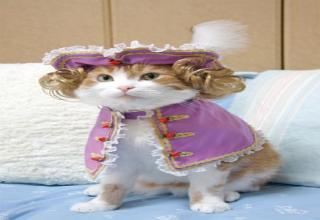 Cats dressed for Halloween