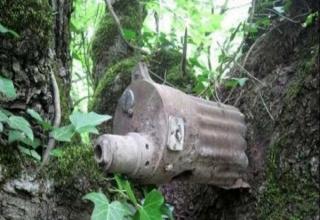 Amazing photos of WWII items grown into trees