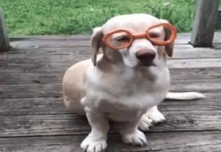 Animal GIFs for your Sunday funday.