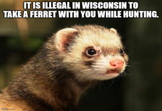 Ferreting out ignorance
