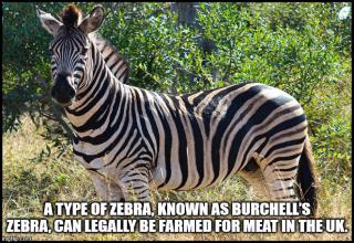 Mmm, zebra.