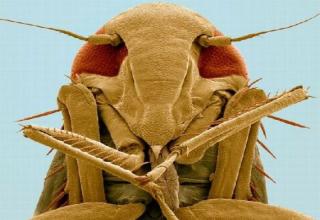 Crazy insects and spiders under a very powerful microscope.