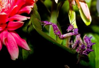 Mimicking one of the most unique and sexually suggestive genus of flowers, the orchid mantis is a spectacle to behold... from a distance... because some of these are scary as hell!
