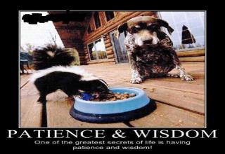 patience and wisdom - Picture | eBaum's World