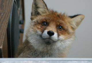These are pictures of foxes being cute.